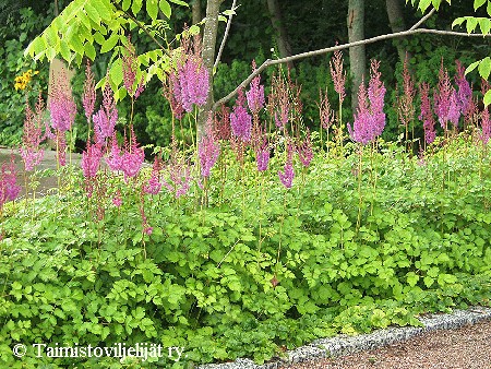 Astilbe chinensis taguetii